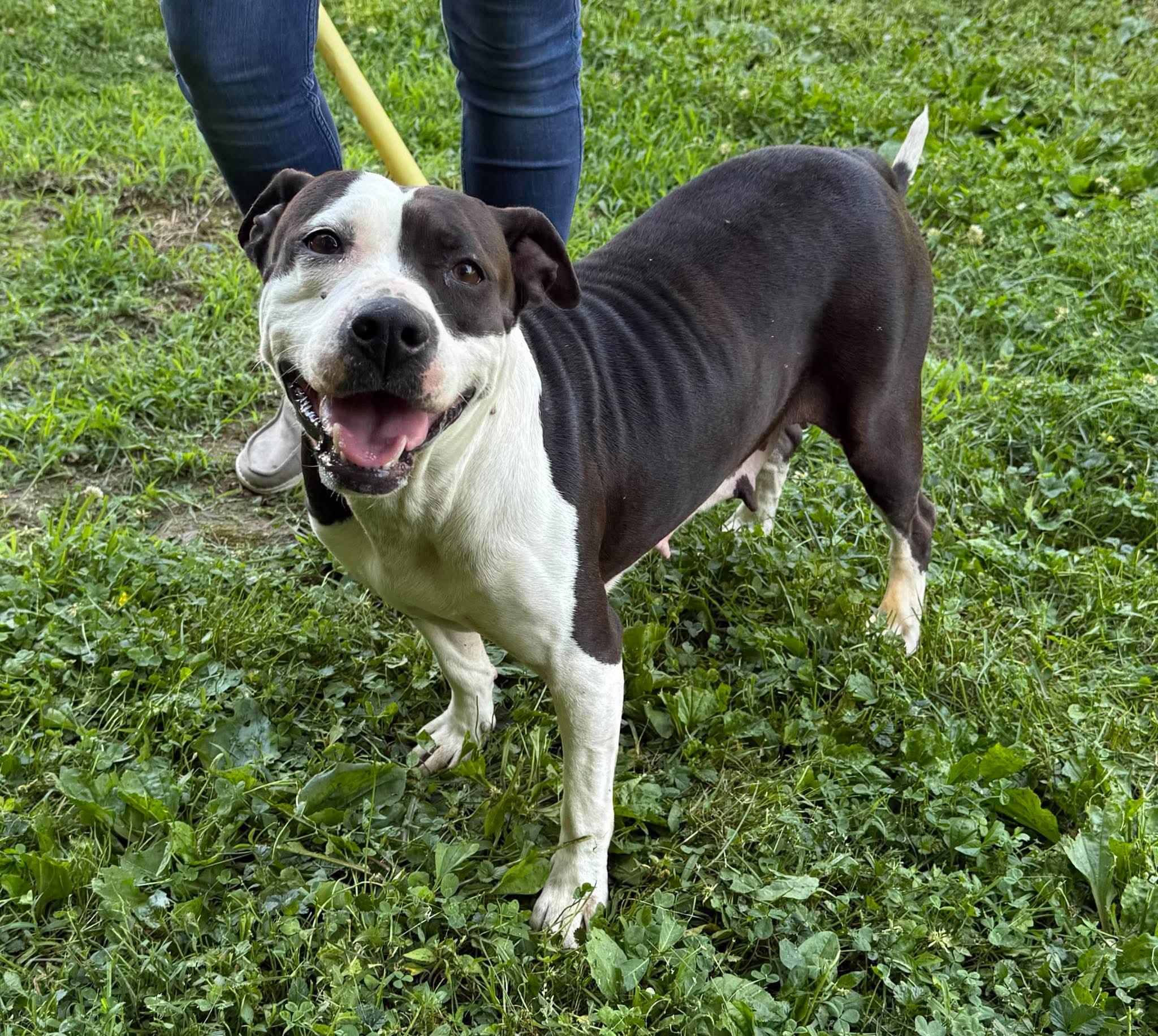 Enlarge Cora, a ADOPTABLE Mixed Breed in Leitchfield, KY image 1/3