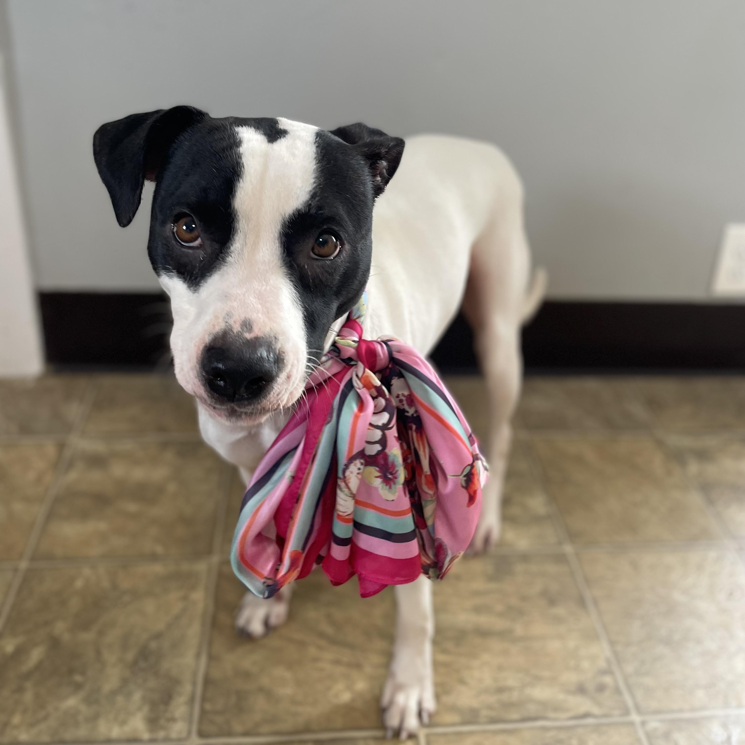 Panda, Adoptable, Young Female Pointer & Mixed Breed.