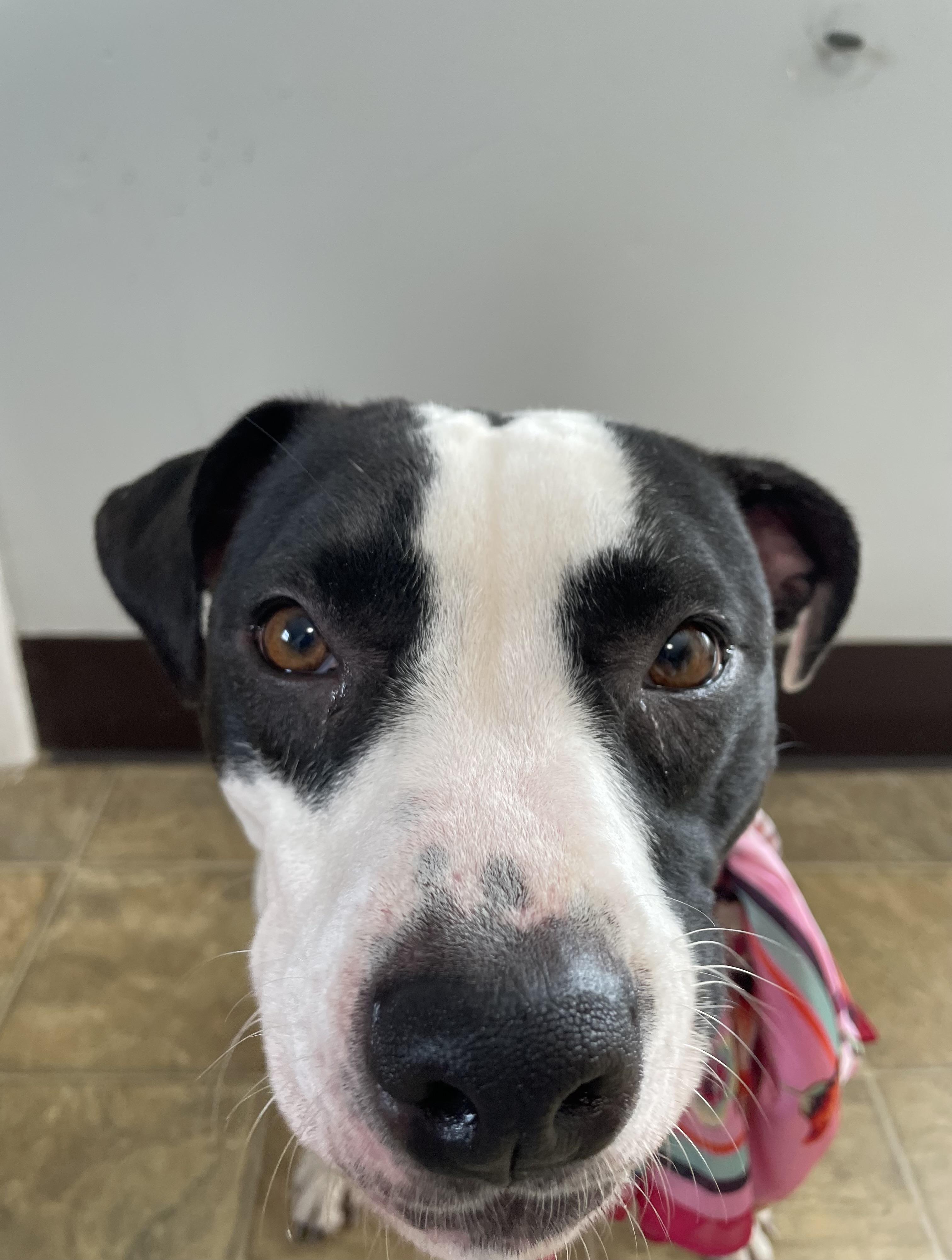 Enlarge Panda, a Adoptable mixed breed in Oxford, MI image 2/6