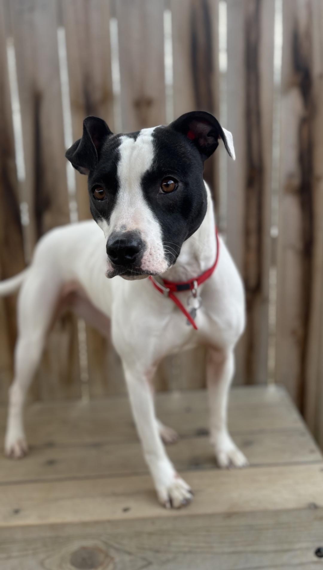 Enlarge Panda, an adopted mixed breed in Oxford, MI image 6/6