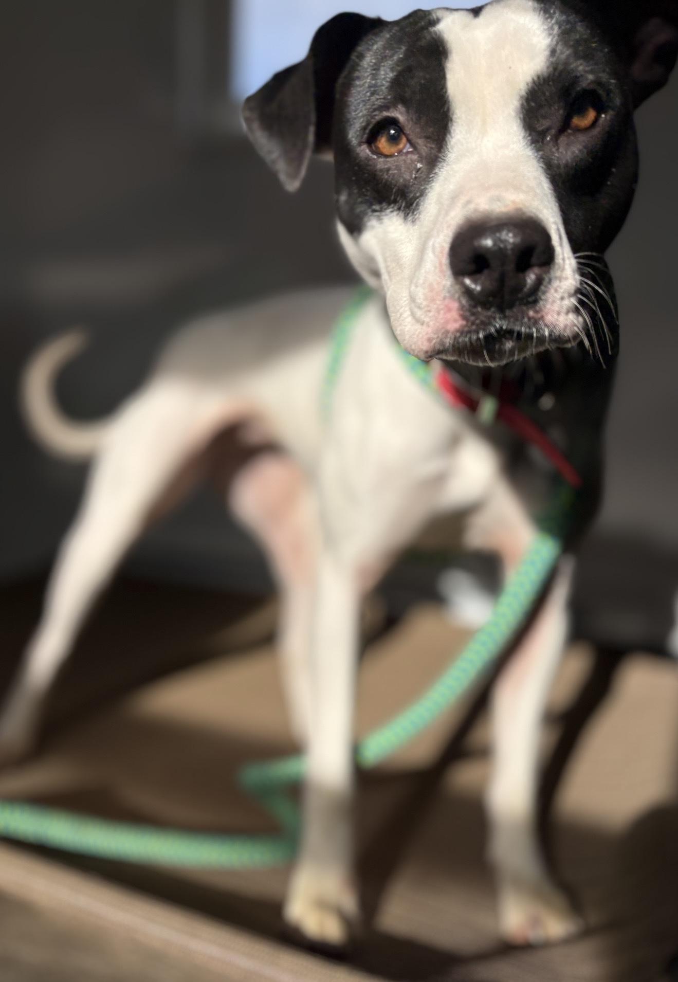 Enlarge Panda, an adopted mixed breed in Oxford, MI image 5/6