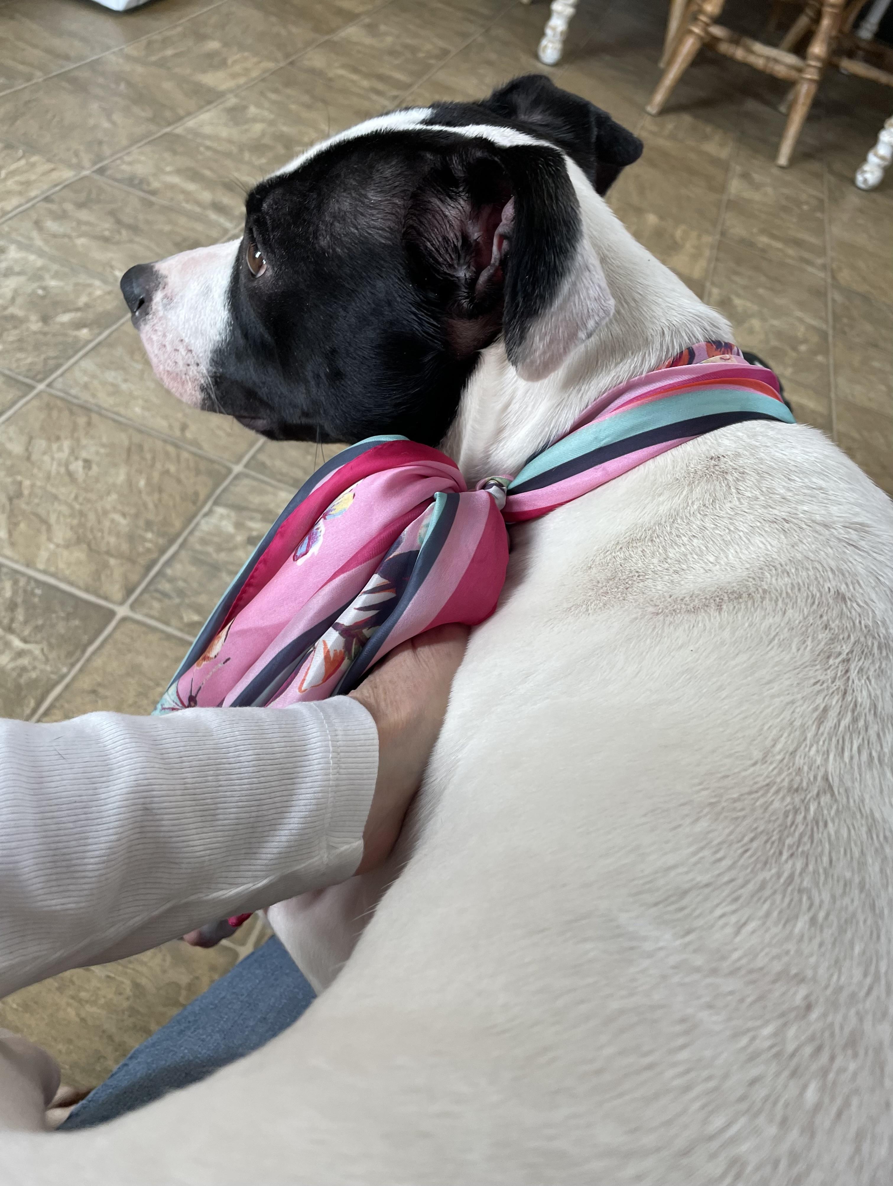 Enlarge Panda, a Adoptable mixed breed in Oxford, MI image 3/6