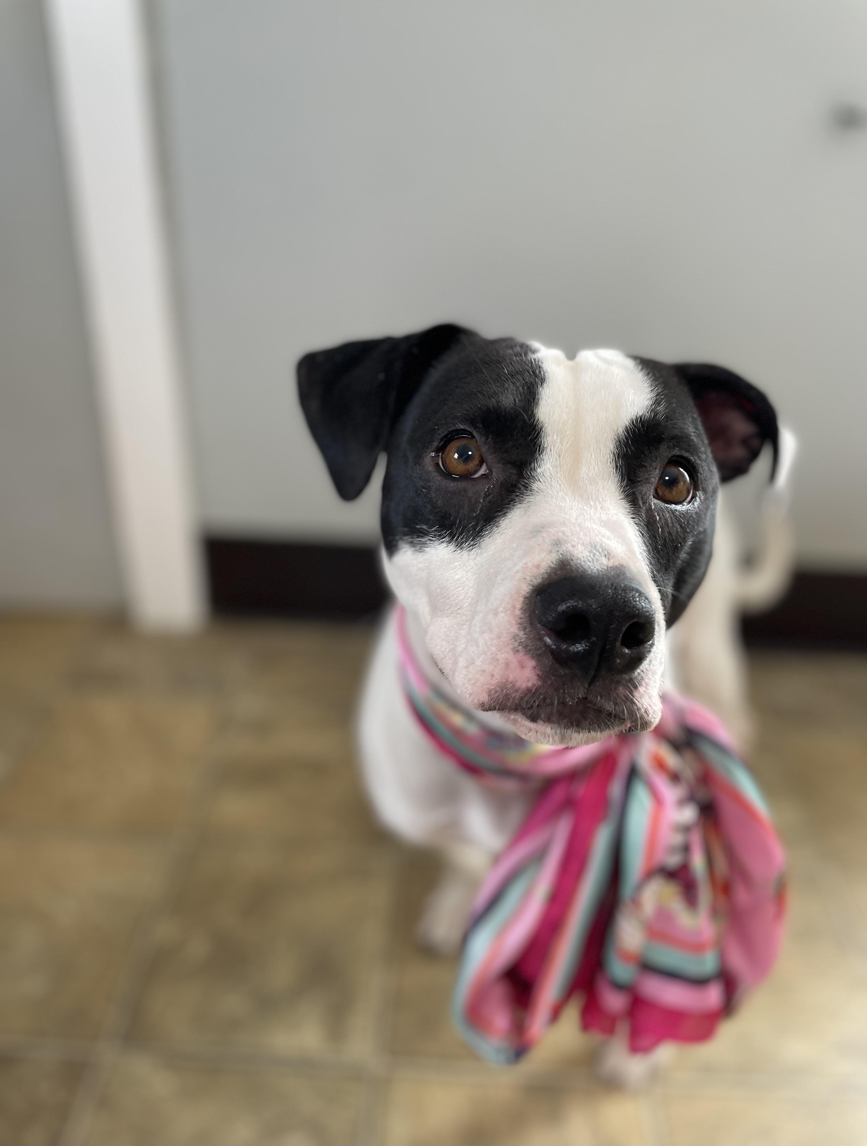 Enlarge Panda, a Adoptable mixed breed in Oxford, MI image 4/6