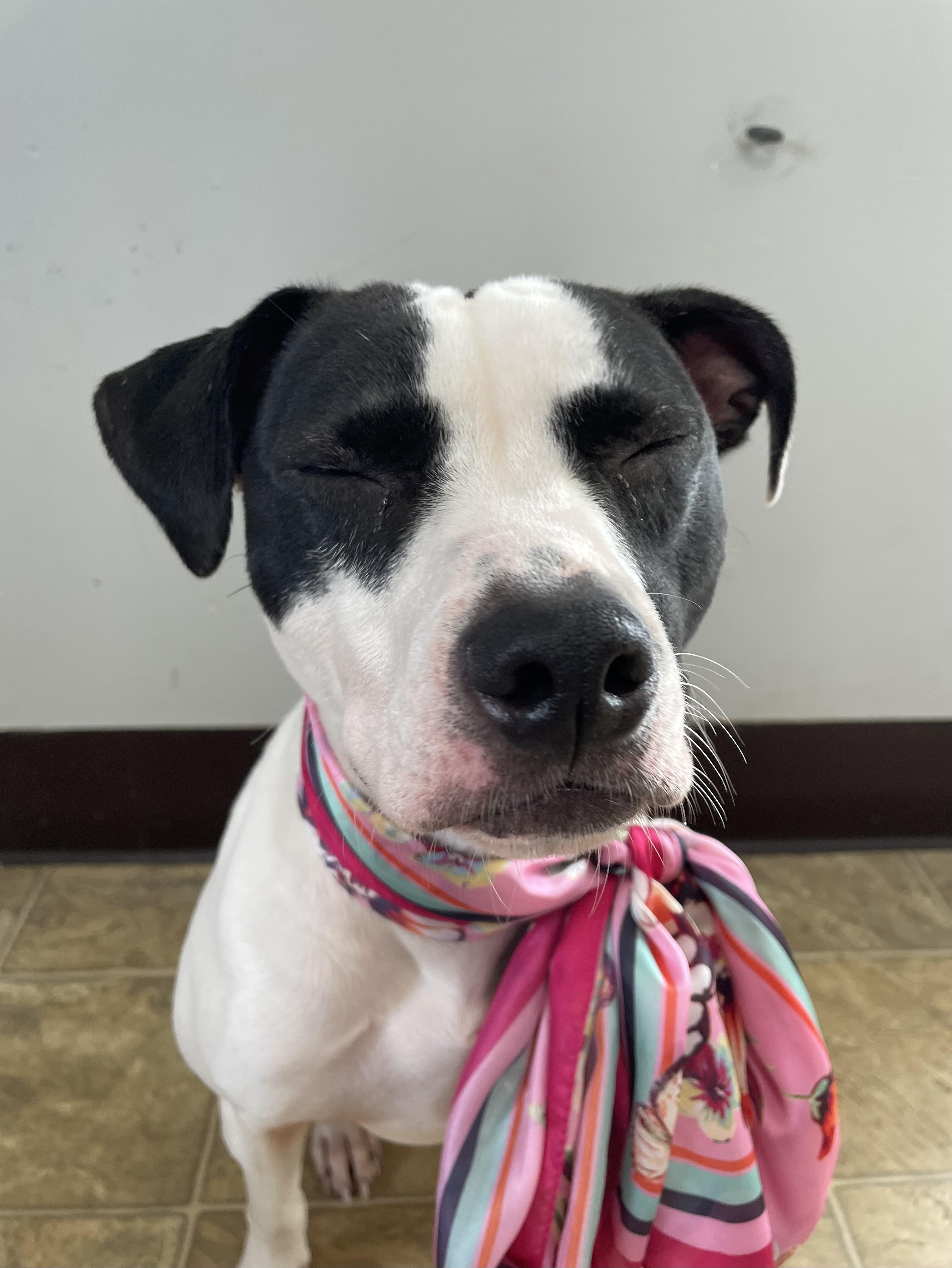 Enlarge Panda, a Adoptable mixed breed in Oxford, MI image 5/6