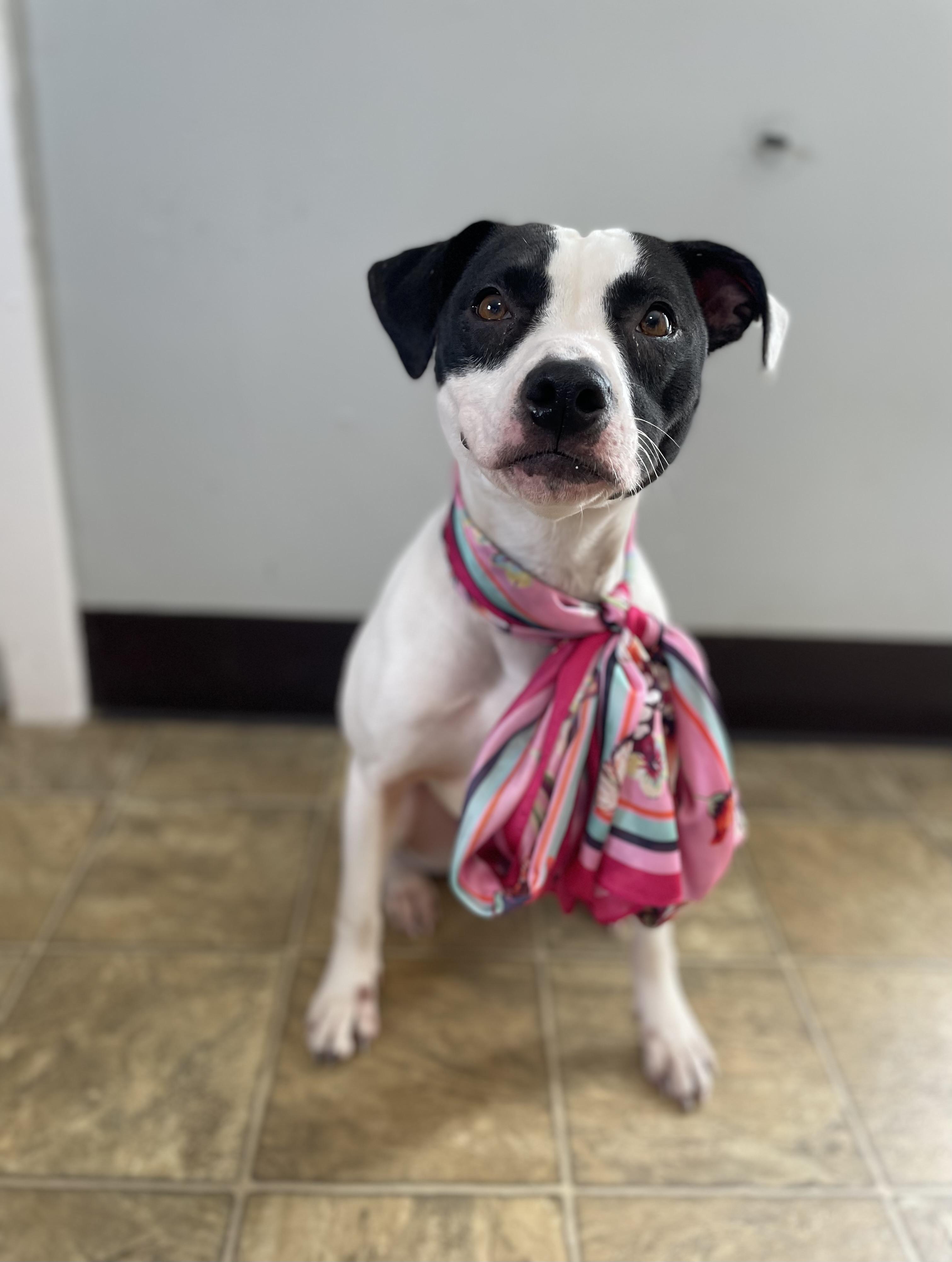 Enlarge Panda, a Adoptable mixed breed in Oxford, MI image 6/6
