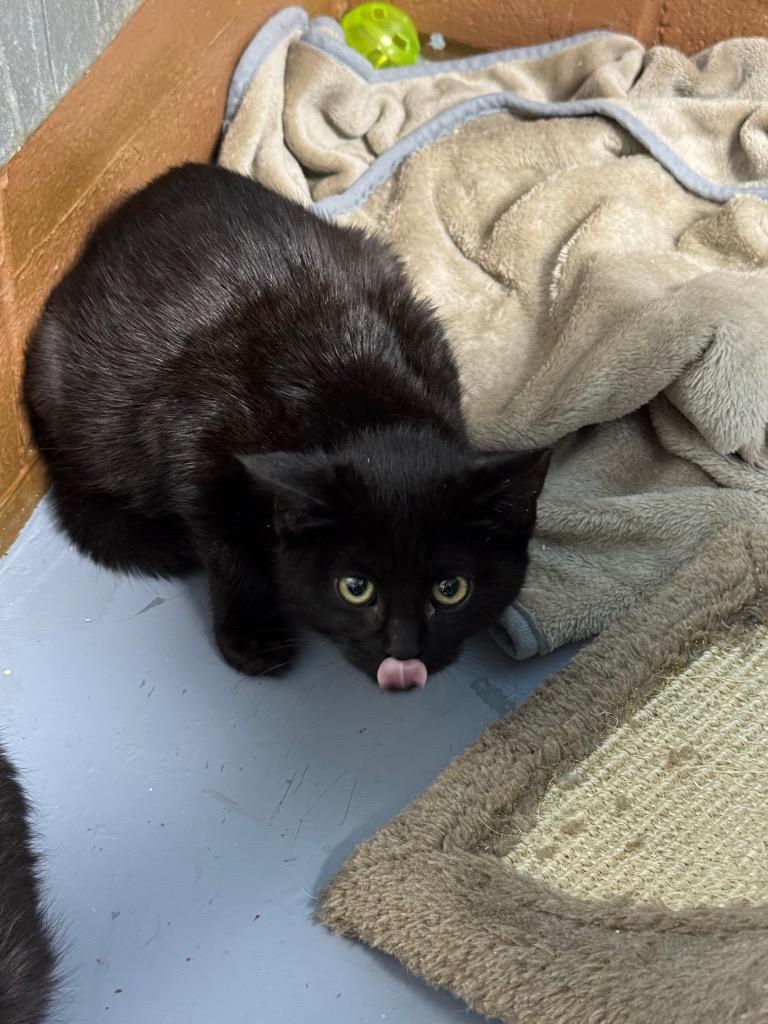 Little, Adoptable, Kitten Female Domestic Short Hair.