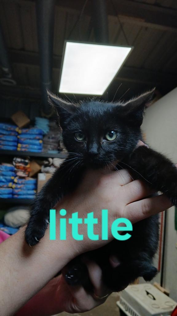 Little, a Adoptable mixed breed in Shelbyville, TN image 2/2