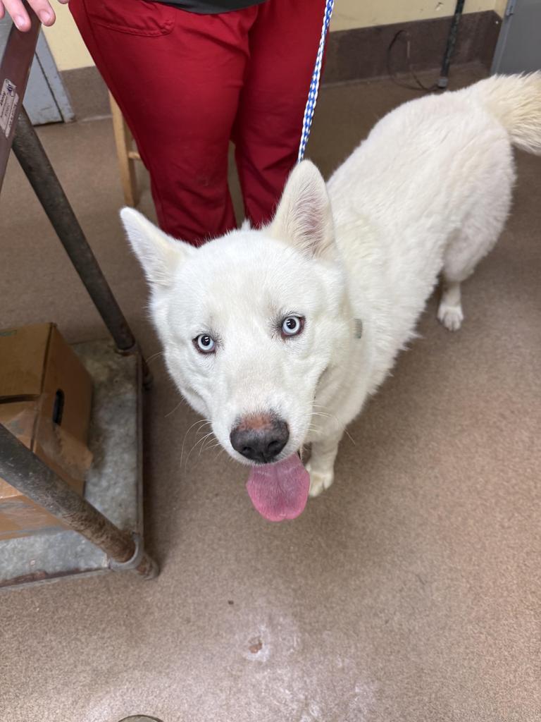 Enlarge EVEREST, a Adoptable Husky in Florence, SC image 1/3