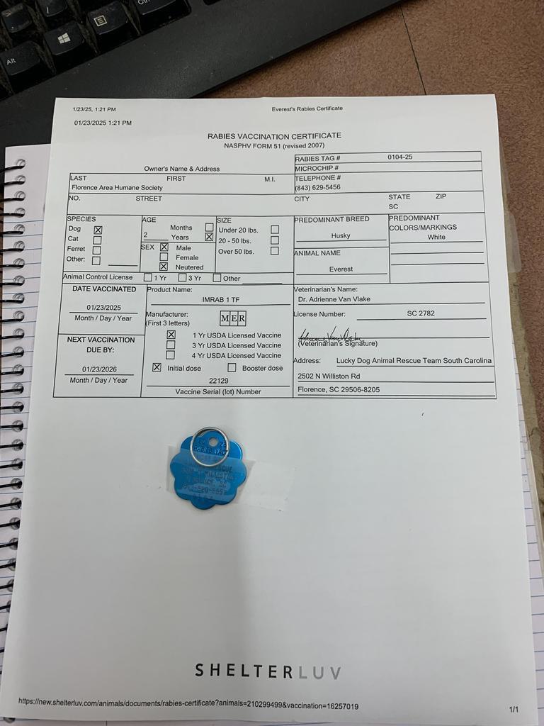 Enlarge EVEREST, a Adoptable Husky in Florence, SC image 2/3