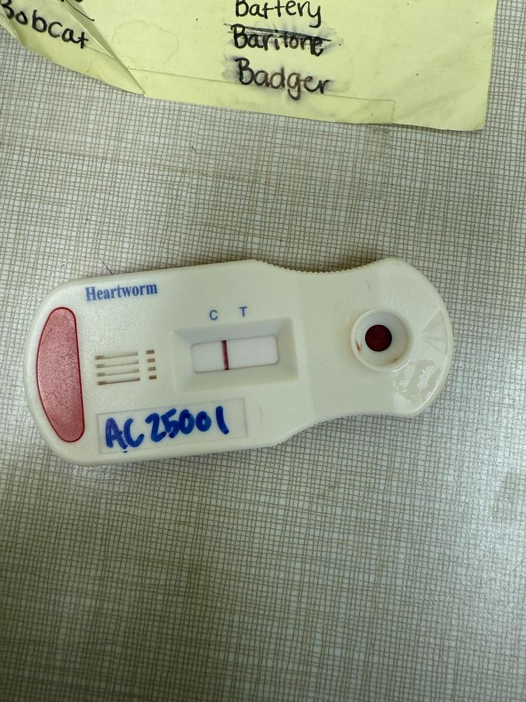 Enlarge EVEREST, a Adoptable Husky in Florence, SC image 3/3