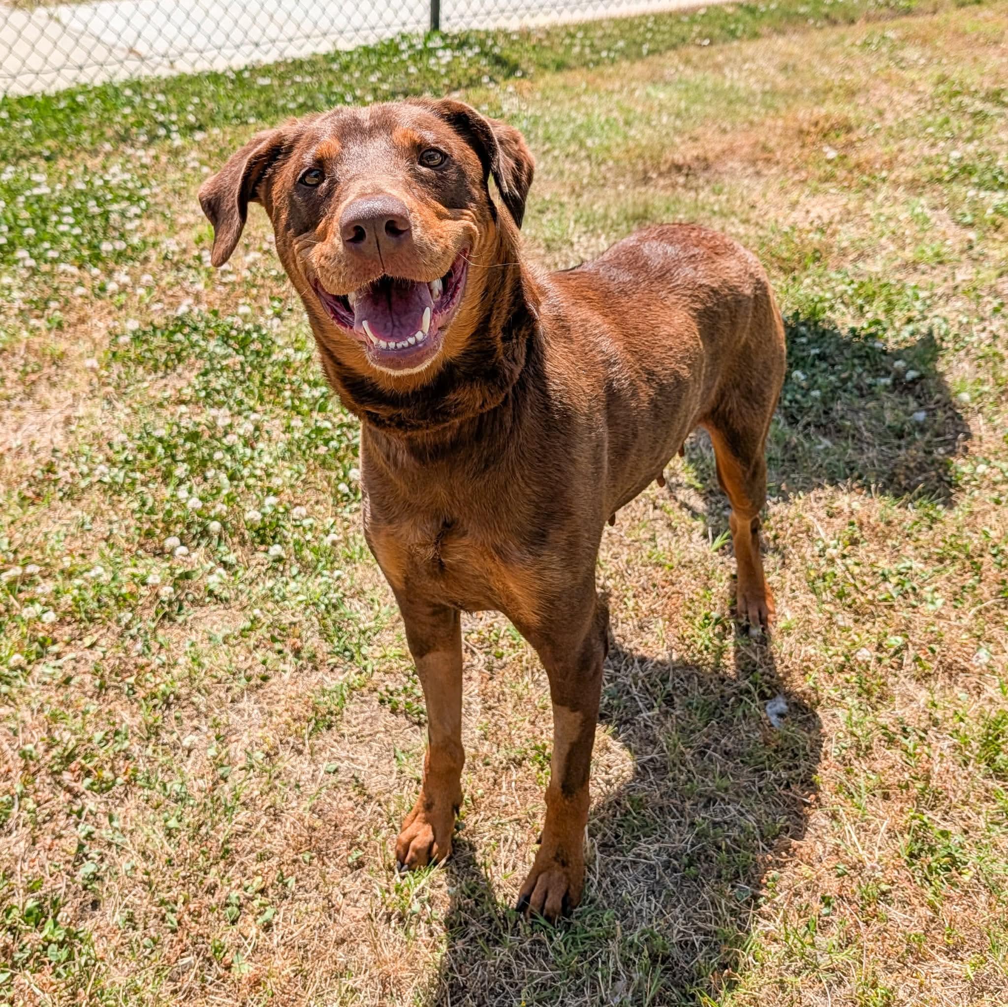 Enlarge Rosie , a ADOPTABLE mixed breed in Lancaster, SC image 2/3