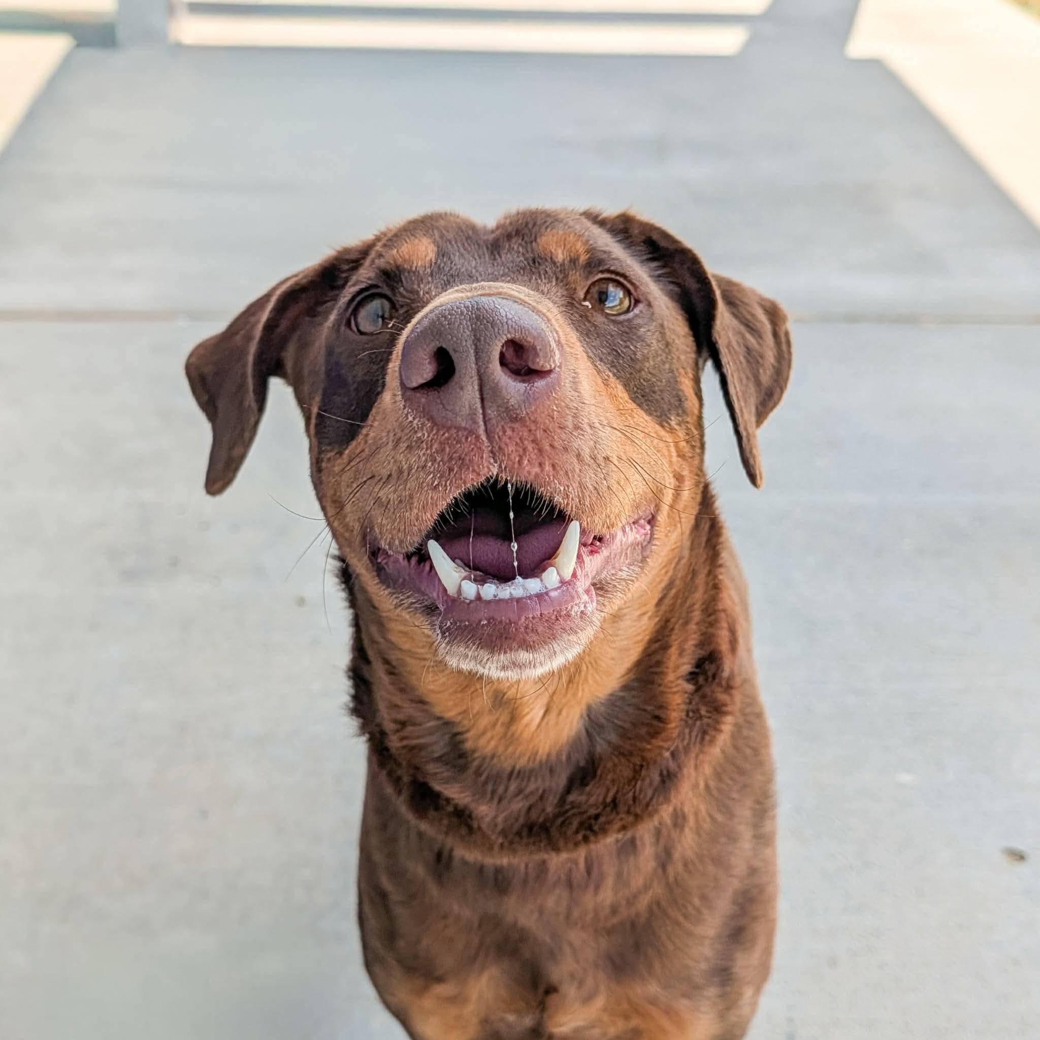 Enlarge Rosie , a ADOPTABLE mixed breed in Lancaster, SC image 3/3