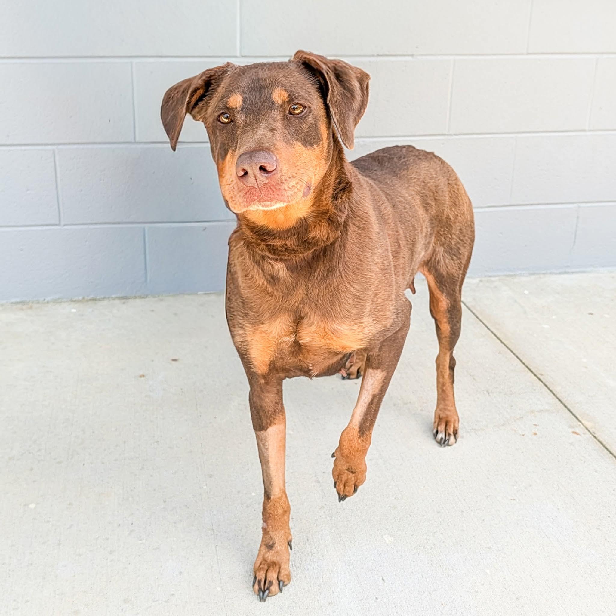 Rosie , ADOPTABLE, Adult Female Doberman Pinscher & Chocolate Labrador Retriever.