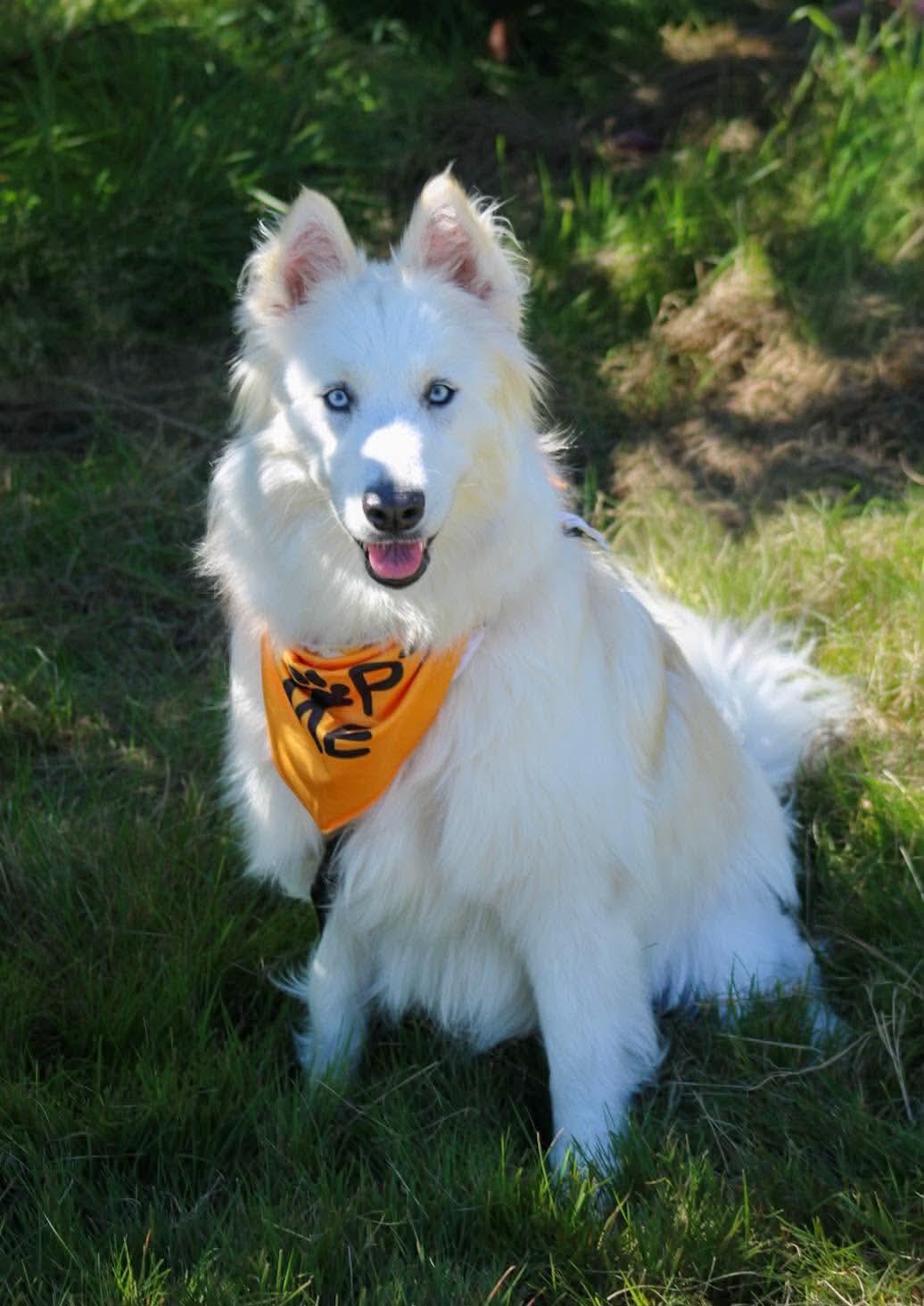 Enlarge Mia, a Adoptable mixed breed in Kennebunk , ME image 1/6