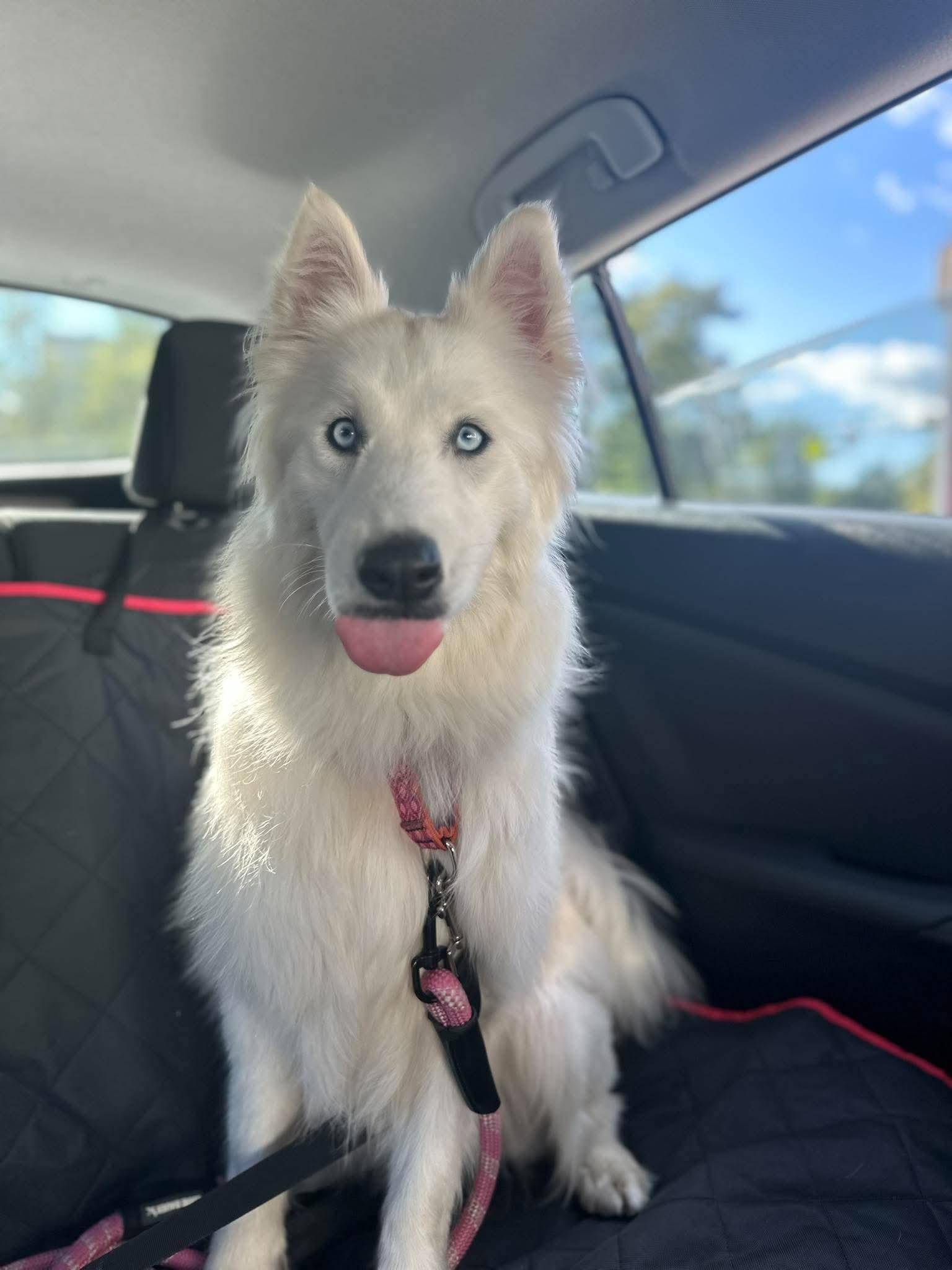 Mia, ADOPTABLE, Young Female Husky.