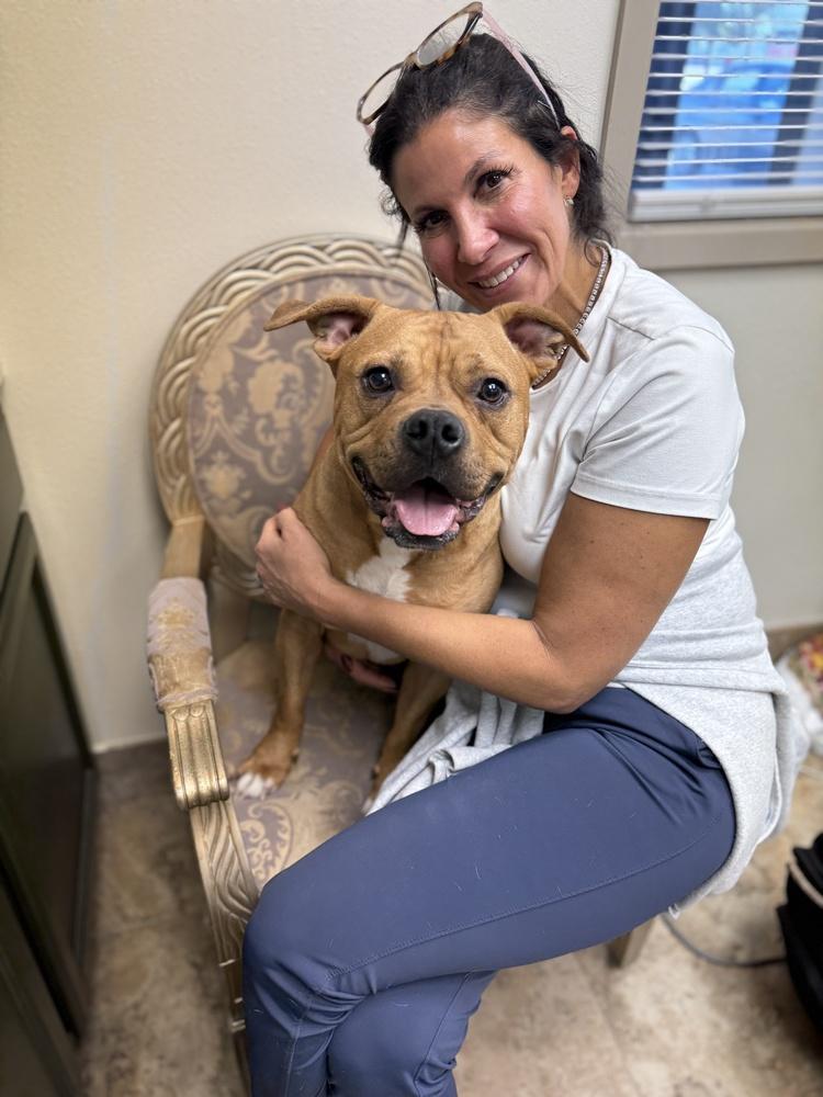 Brady, Adoptable, Young Male Boxer & Pit Bull Terrier.
