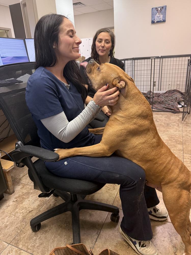 Brady, a Adoptable mixed breed in Brewster , NY image 2/6