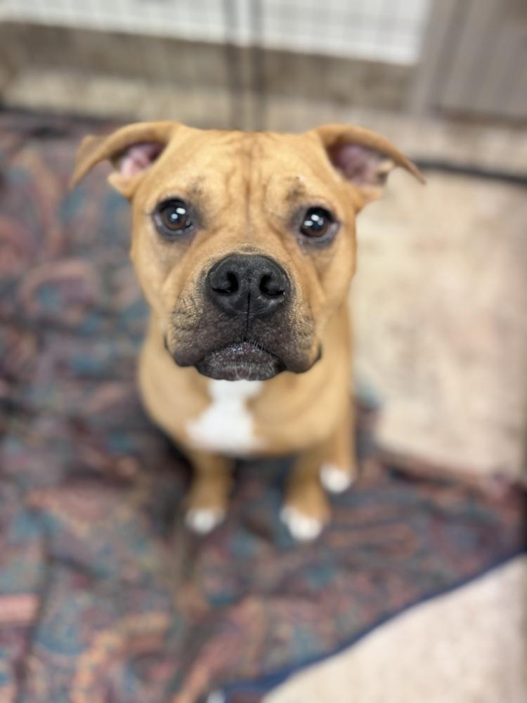 Brady, a Adoptable mixed breed in Brewster , NY image 3/6