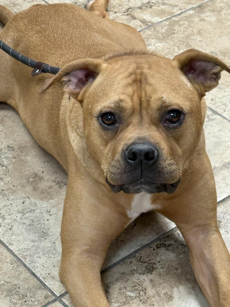 Brady, a Adoptable mixed breed in Brewster , NY image 4/6