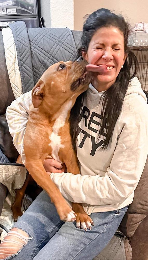 Brady, a Adoptable mixed breed in Brewster , NY image 5/6