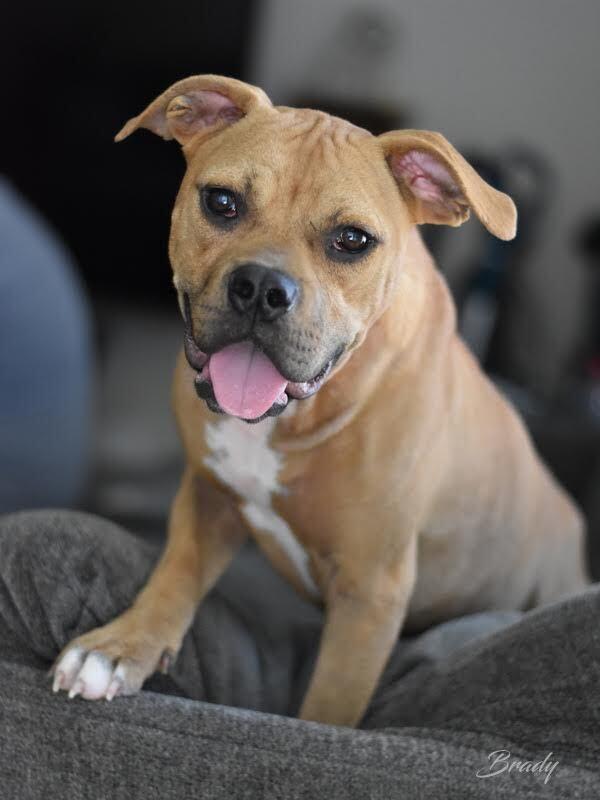 Brady, a Adoptable mixed breed in Brewster , NY image 6/6