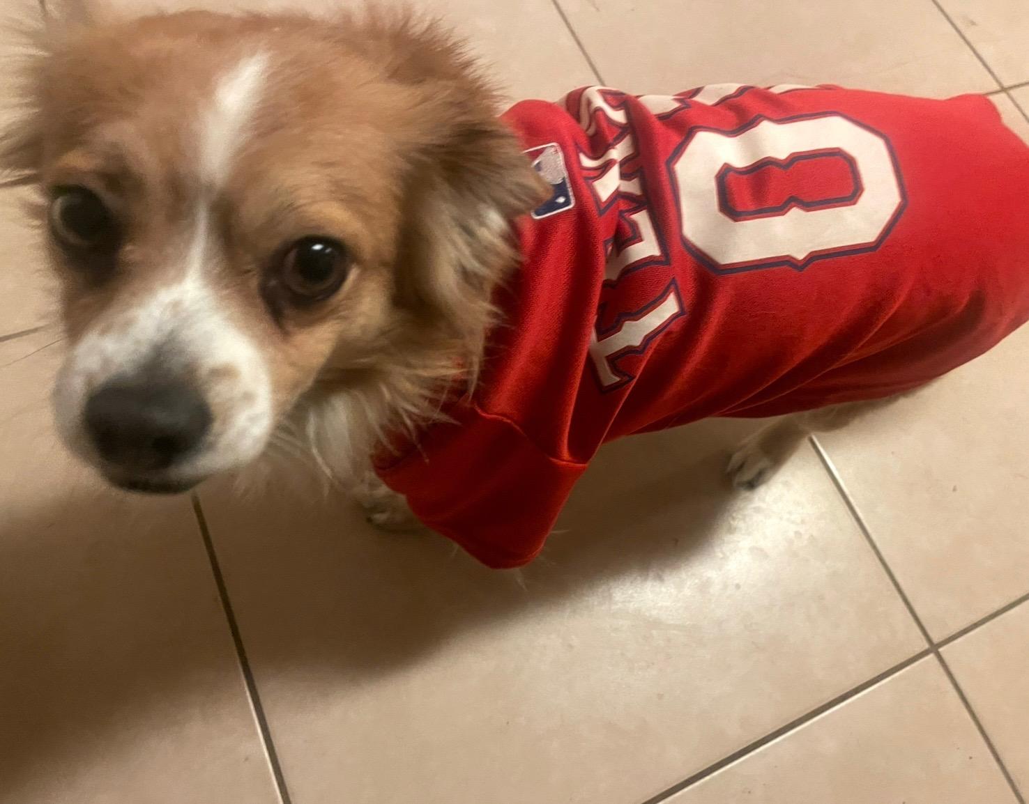 Enlarge Marco, a ADOPTABLE mixed breed in Fort Worth, TX image 5/5