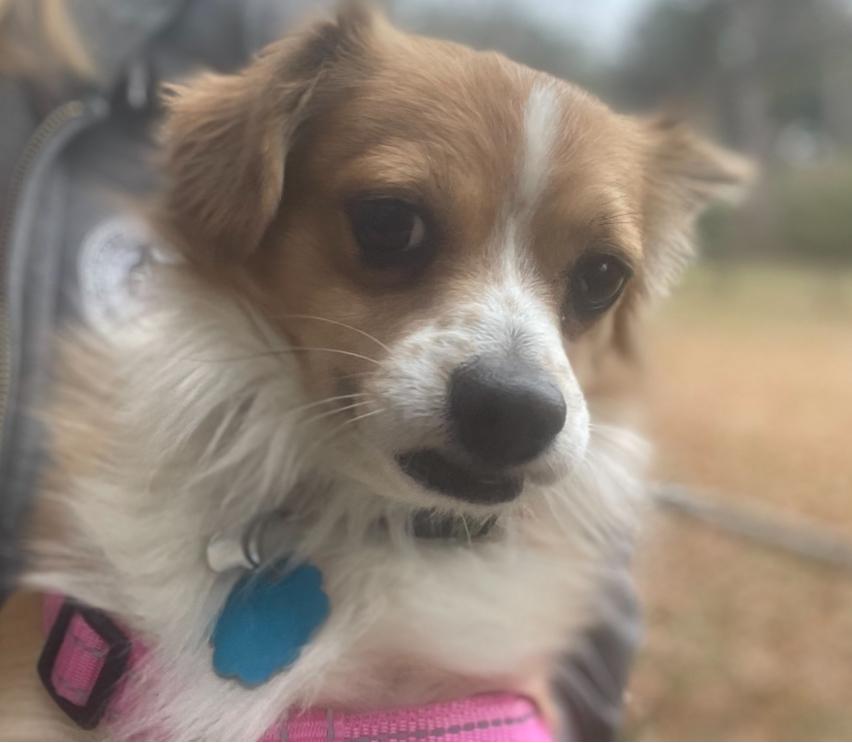 Enlarge Marco, a ADOPTABLE mixed breed in Fort Worth, TX image 3/5