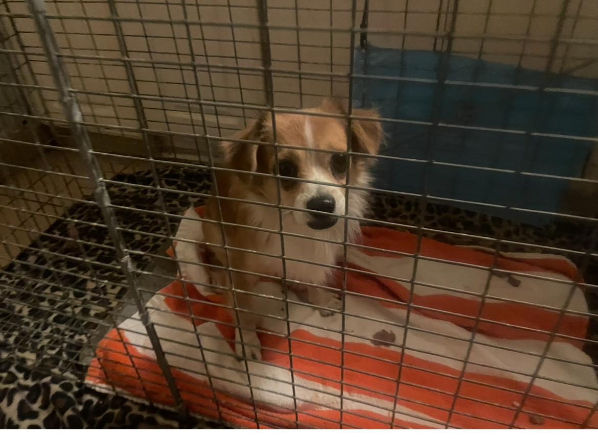 Enlarge Marco, a ADOPTABLE mixed breed in Fort Worth, TX image 2/5