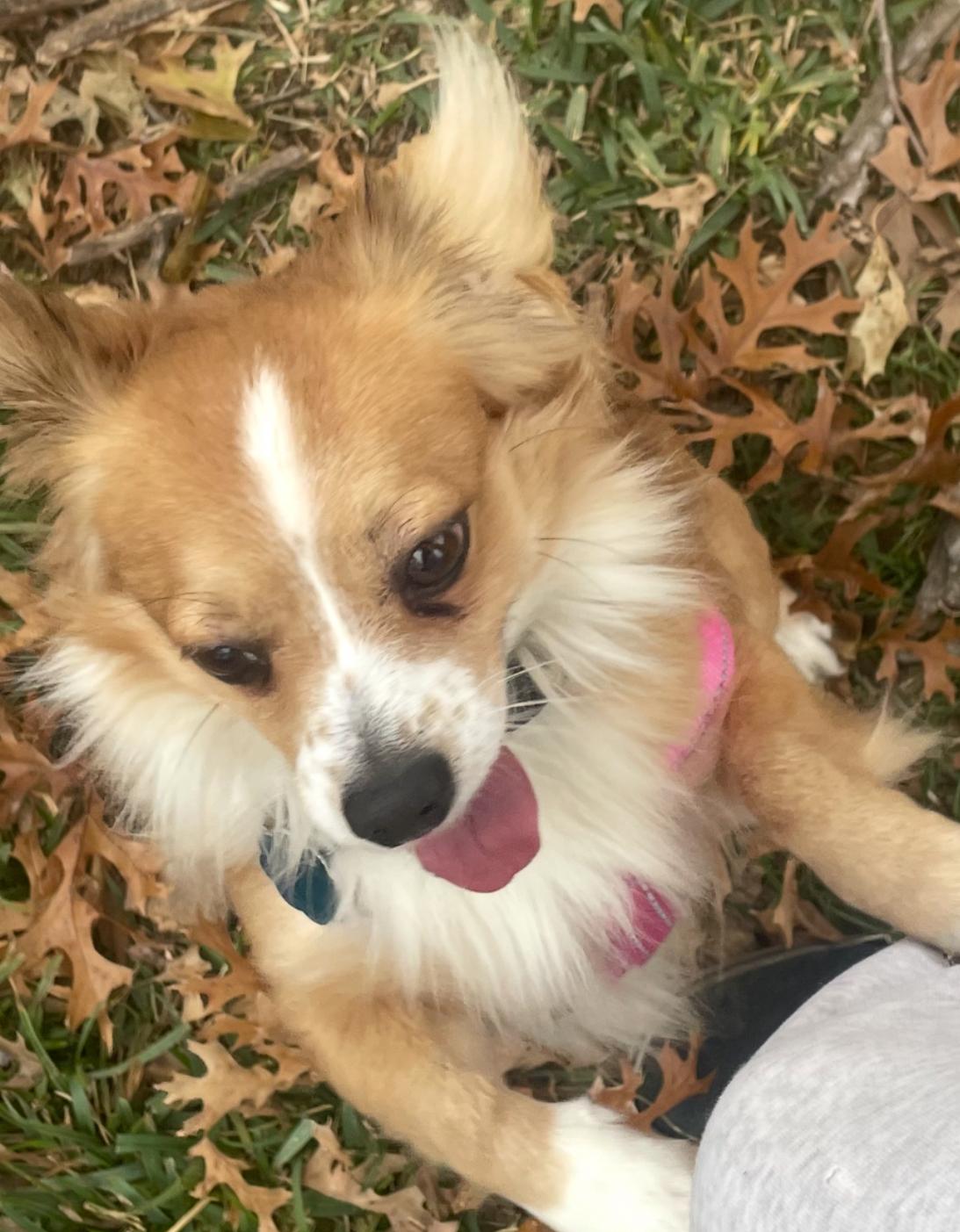 Enlarge Marco, a ADOPTABLE mixed breed in Fort Worth, TX image 1/5