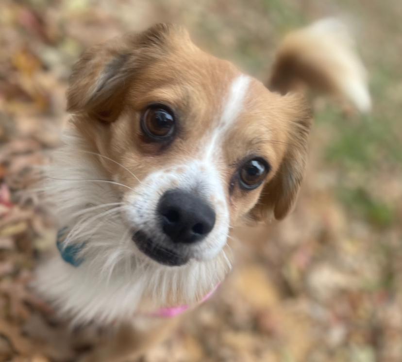 Marco, ADOPTABLE, Young Male Pomeranian & Chihuahua.