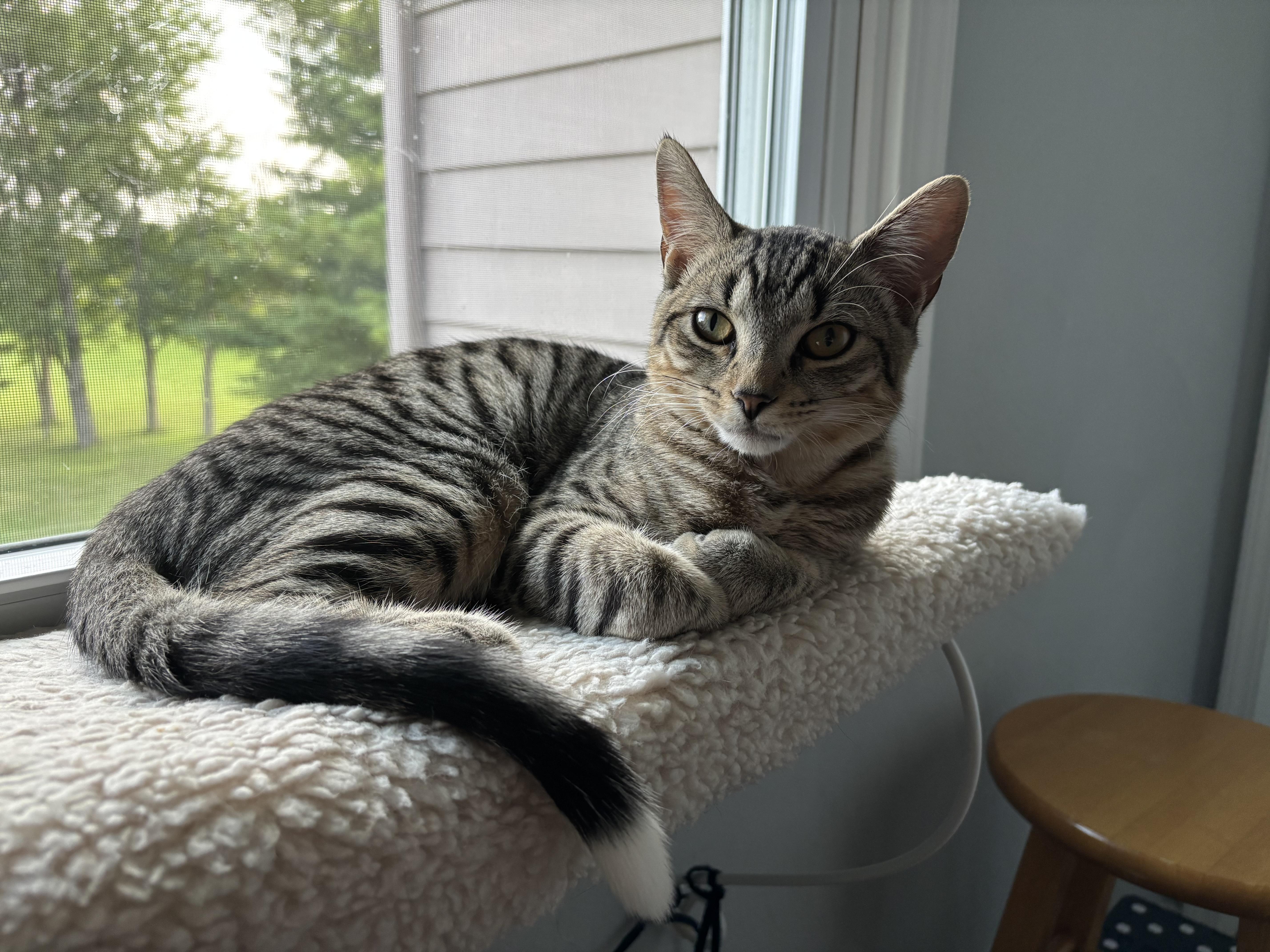 Friendly Fred, Adoptable, Young Male Domestic Short Hair.