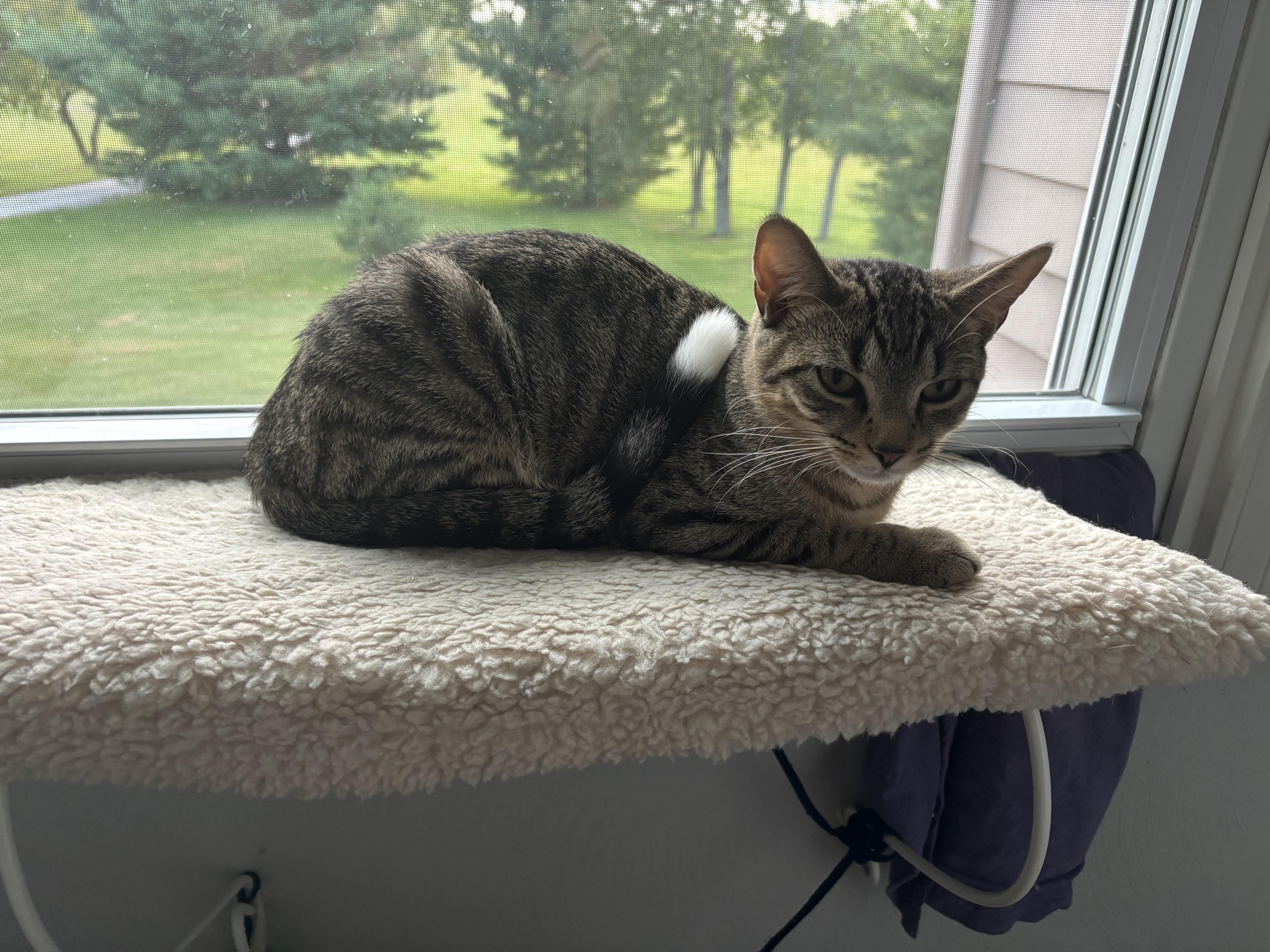Enlarge Friendly Fred, a Adoptable Domestic Short Hair in Alexandria, IN image 6/6