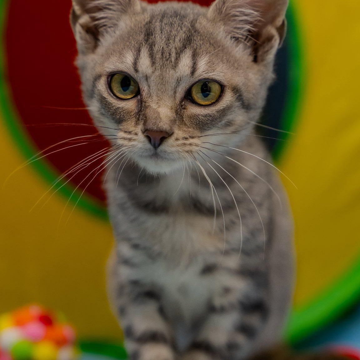 Enlarge Friendly Fred, a ADOPTABLE Domestic Short Hair in Alexandria, IN image 2/2