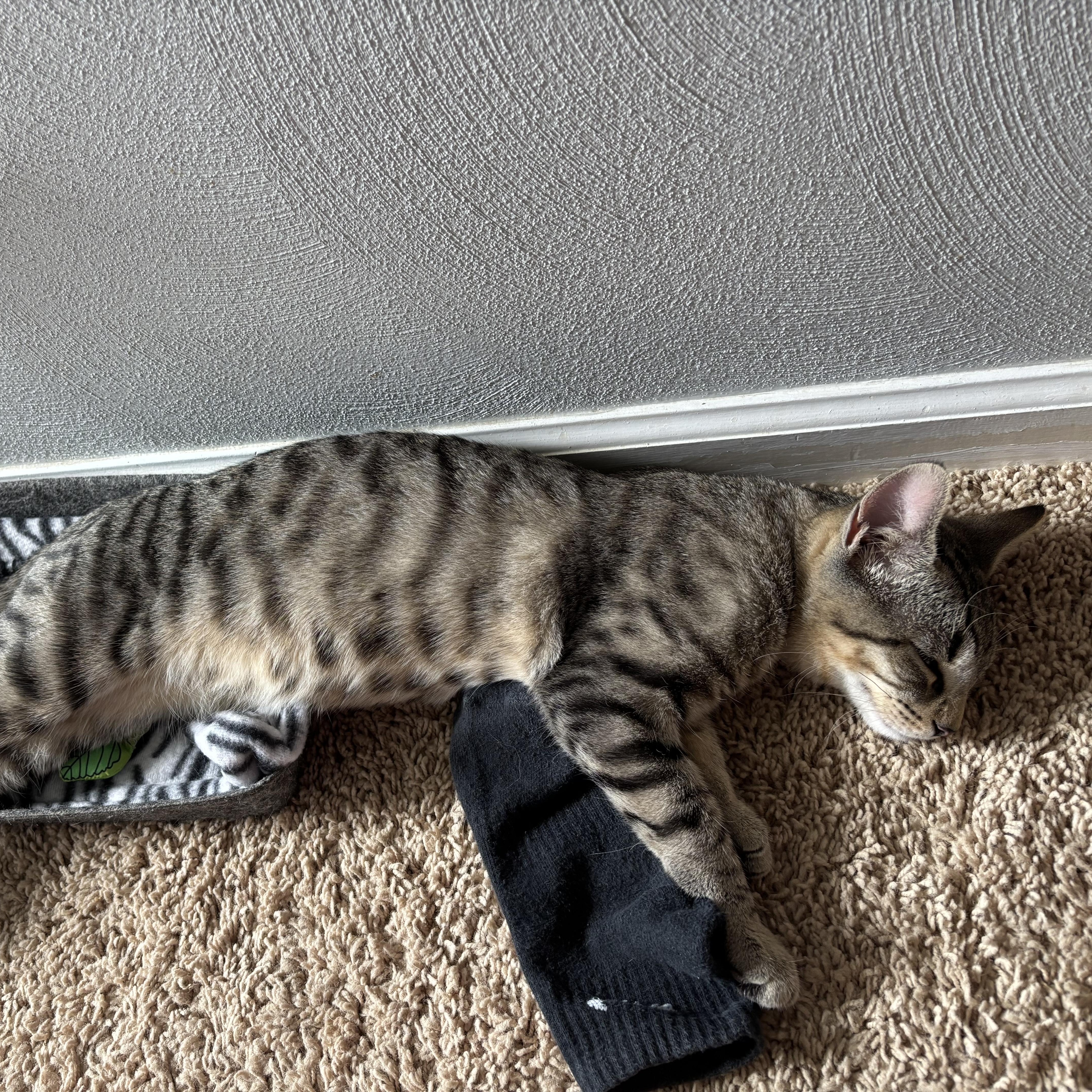 Enlarge Friendly Fred, a Adoptable Domestic Short Hair in Alexandria, IN image 4/6