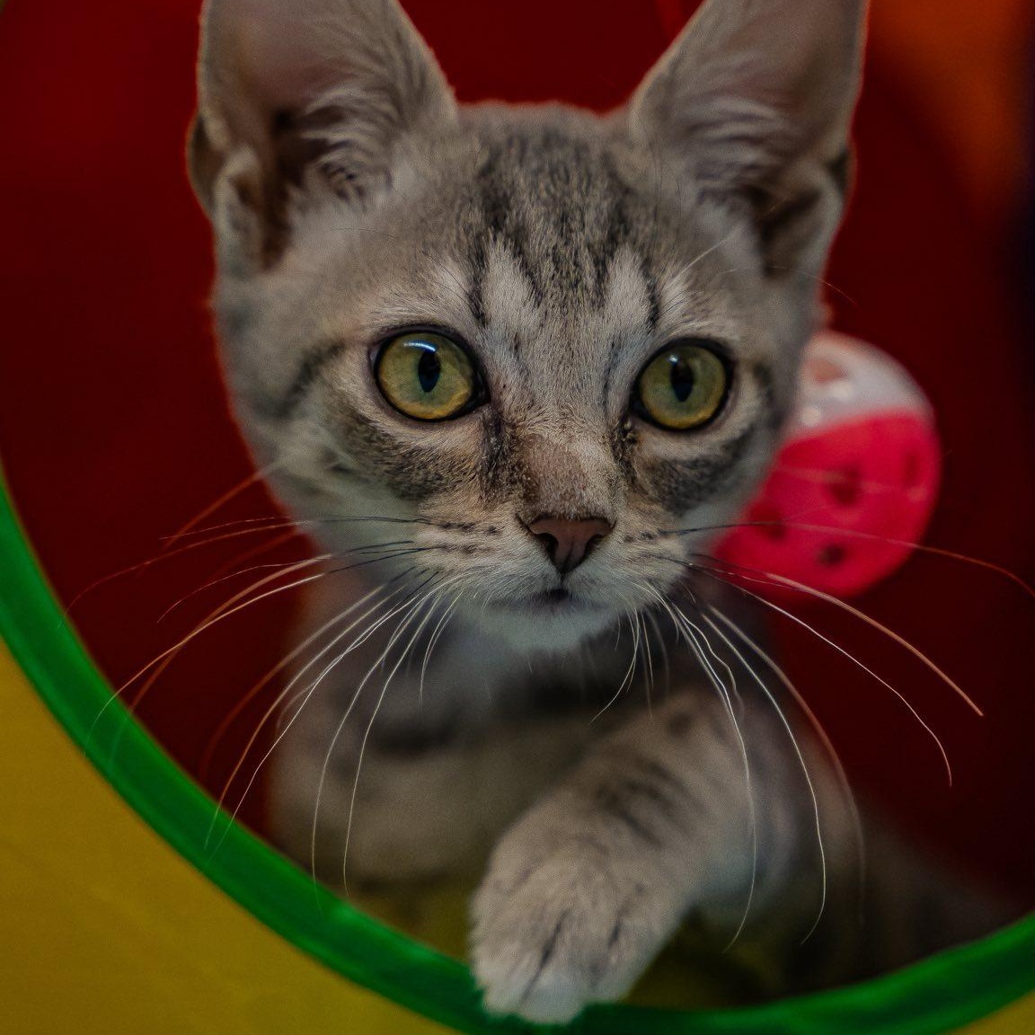 Enlarge Friendly Fred, a ADOPTABLE Domestic Short Hair in Alexandria, IN image 1/2