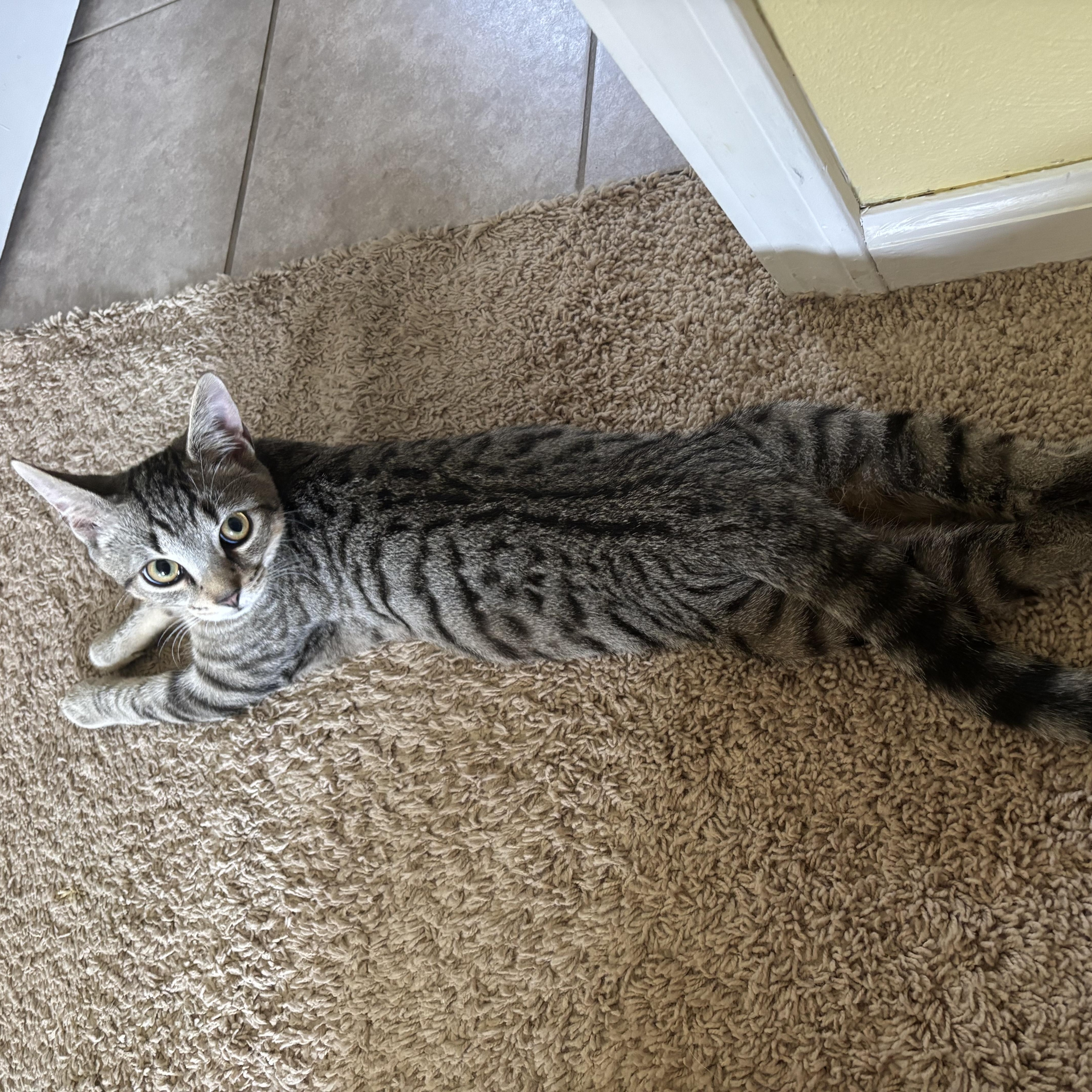 Enlarge Friendly Fred, a Adoptable Domestic Short Hair in Alexandria, IN image 5/6