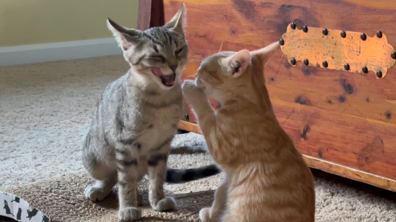 Enlarge Friendly Fred, a Adoptable Domestic Short Hair in Alexandria, IN video 3/6