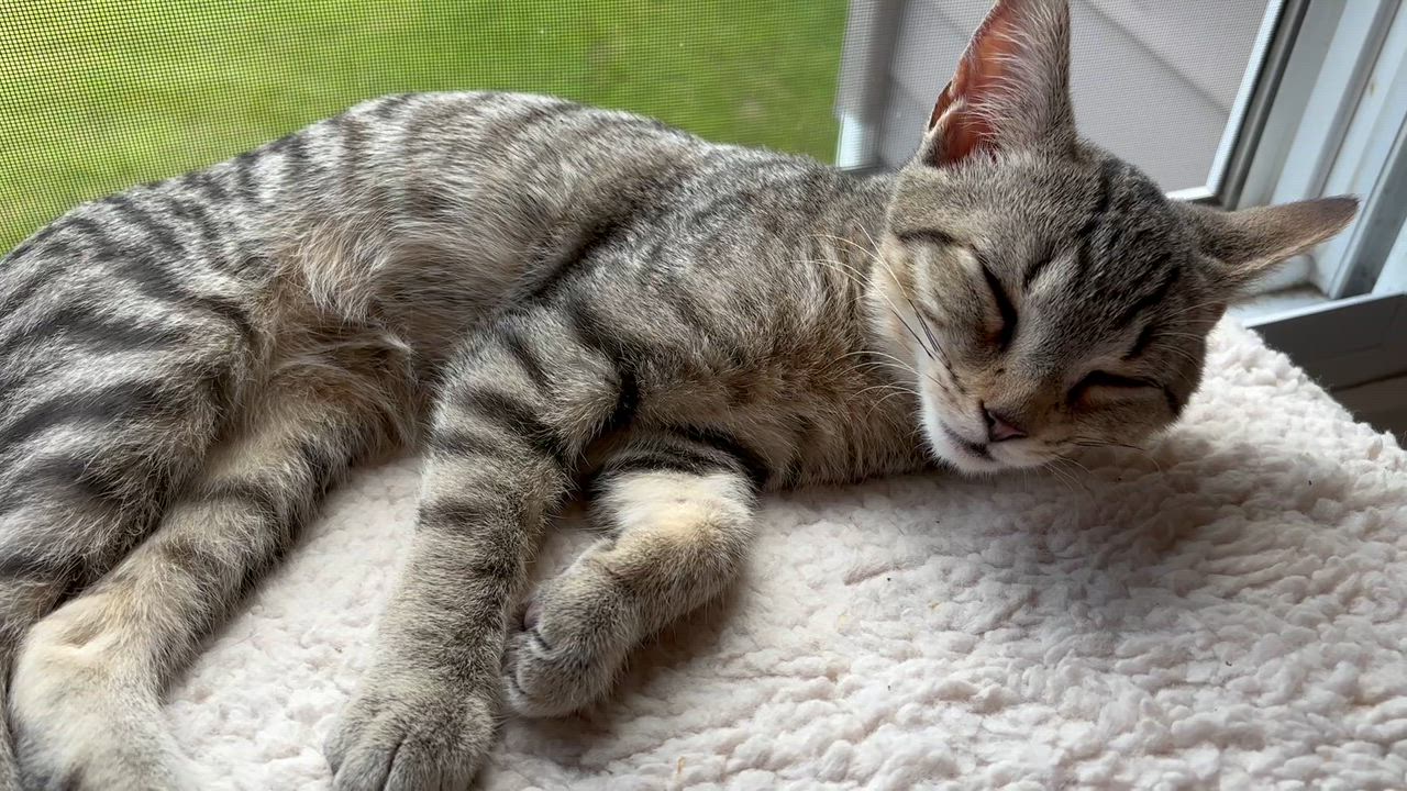 Enlarge Friendly Fred, a Adoptable Domestic Short Hair in Alexandria, IN video 2/6
