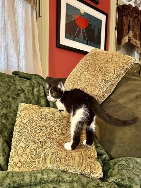 Netty, a Adoptable Domestic Medium Hair in Georgetown, OH image 1/2