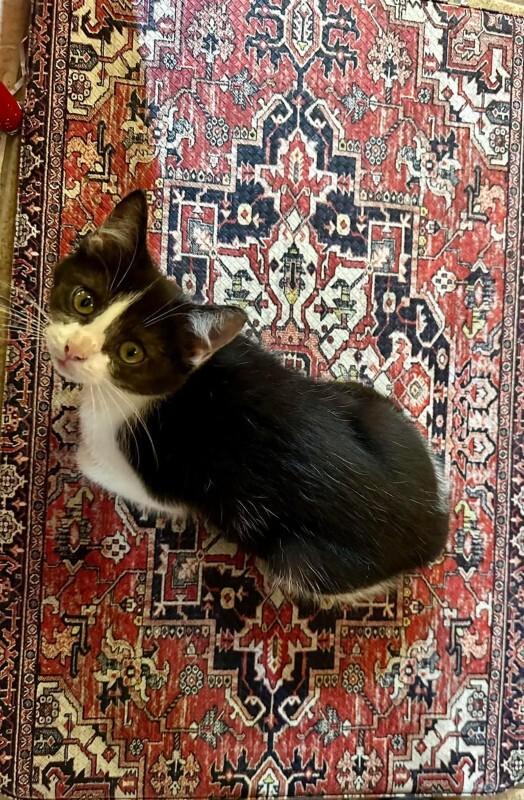 Netty, a Adoptable Domestic Medium Hair in Georgetown, OH image 2/2