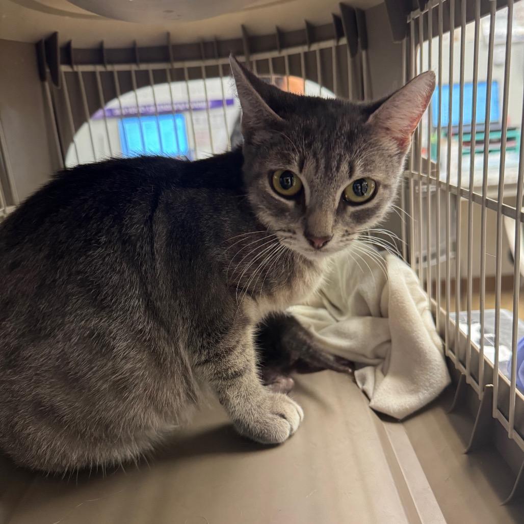 Queen, Adoptable, Adult Female Domestic Short Hair.