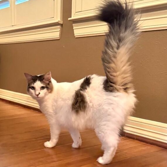 Merida Mex — thumbnail 4