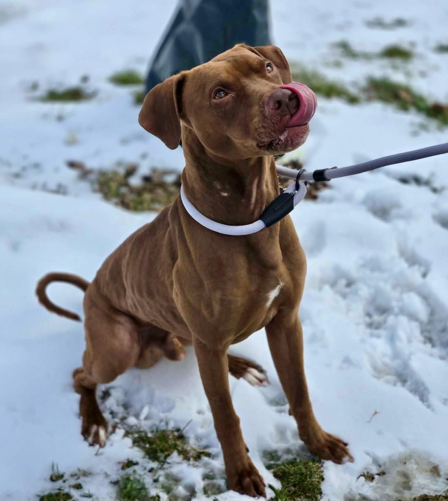 Enlarge Piglet, an adopted mixed breed in Hamilton, ON image 2/5