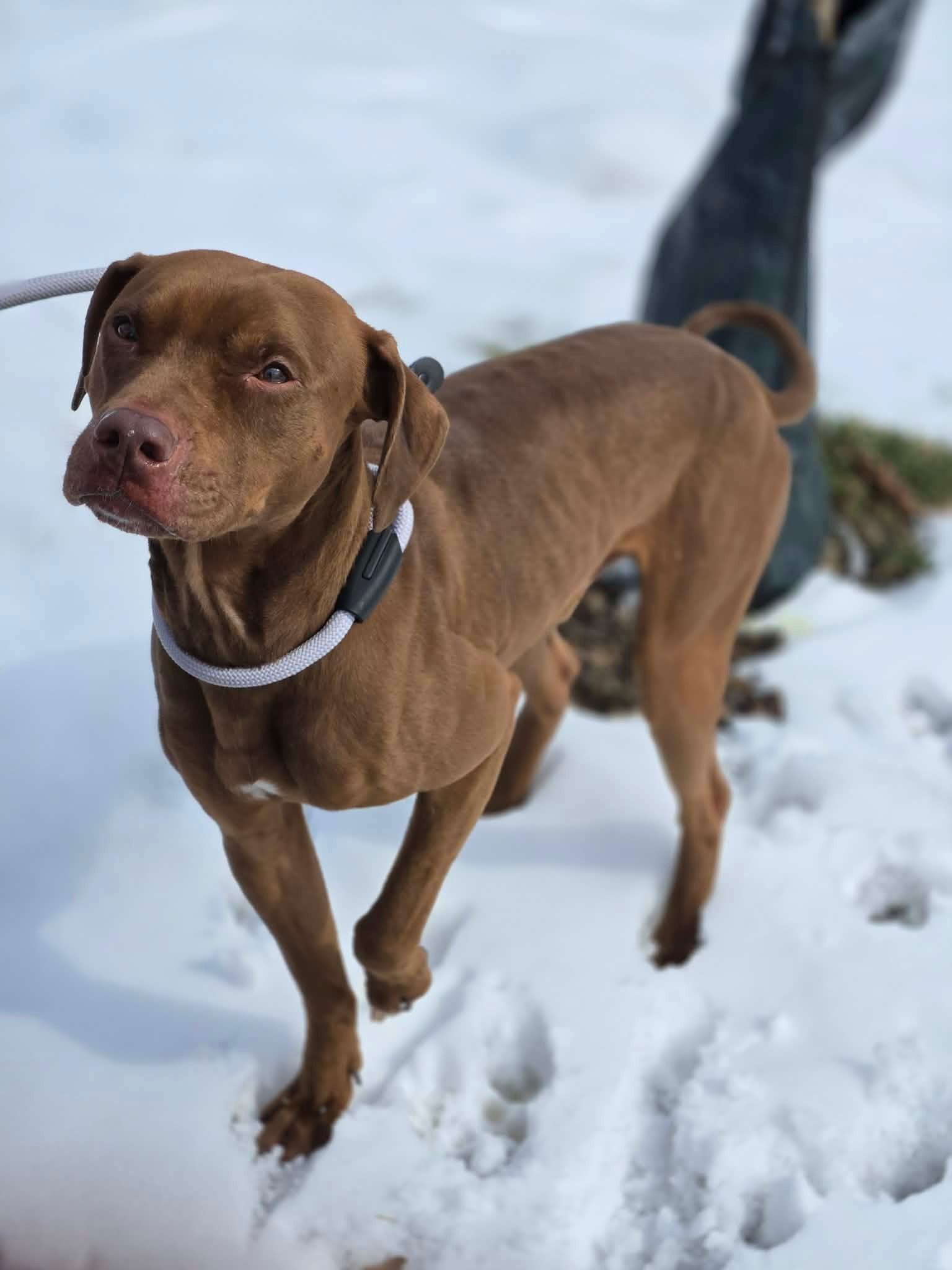 Enlarge Piglet, an adopted mixed breed in Hamilton, ON image 5/5