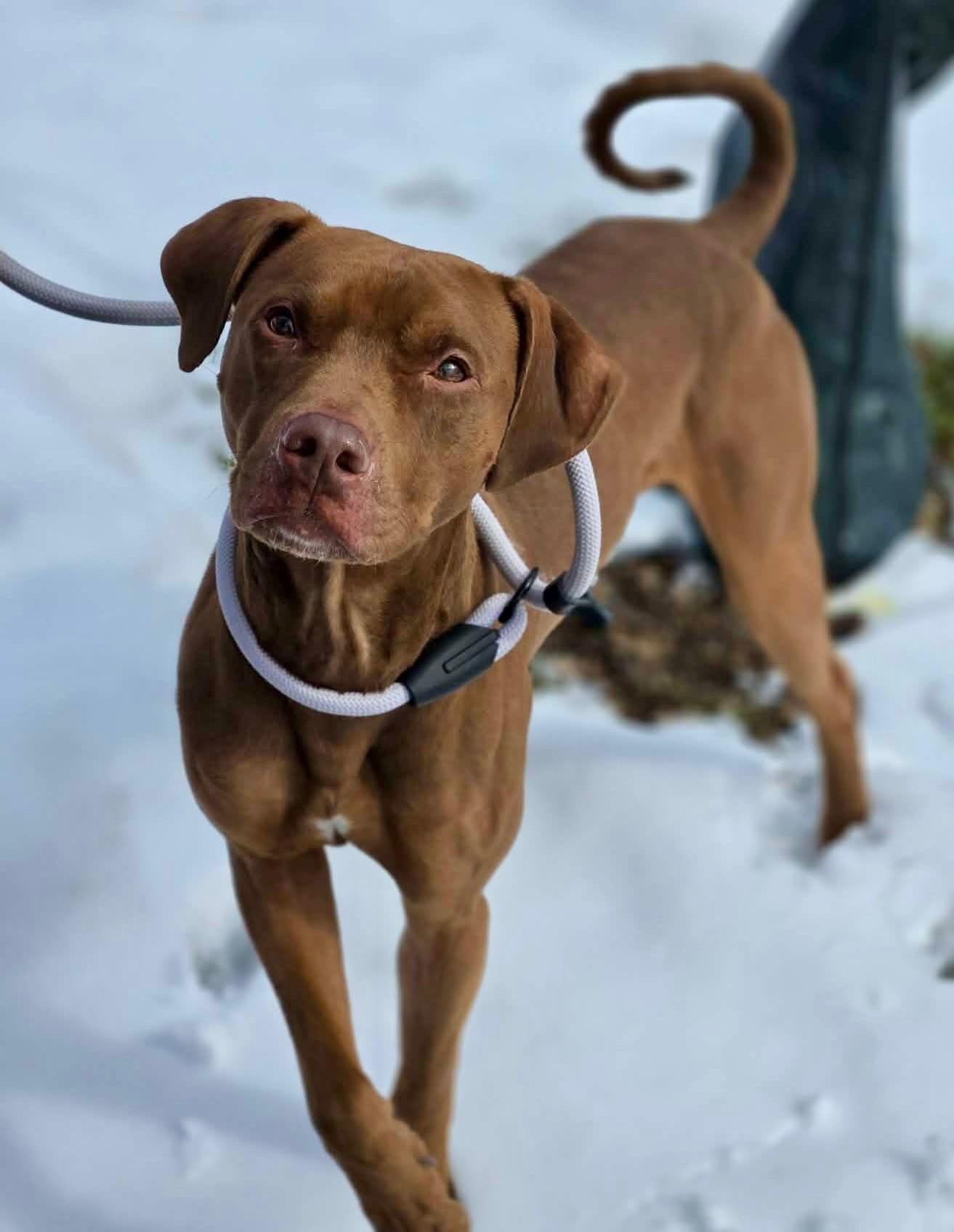 Enlarge Piglet, an adopted mixed breed in Hamilton, ON image 4/5