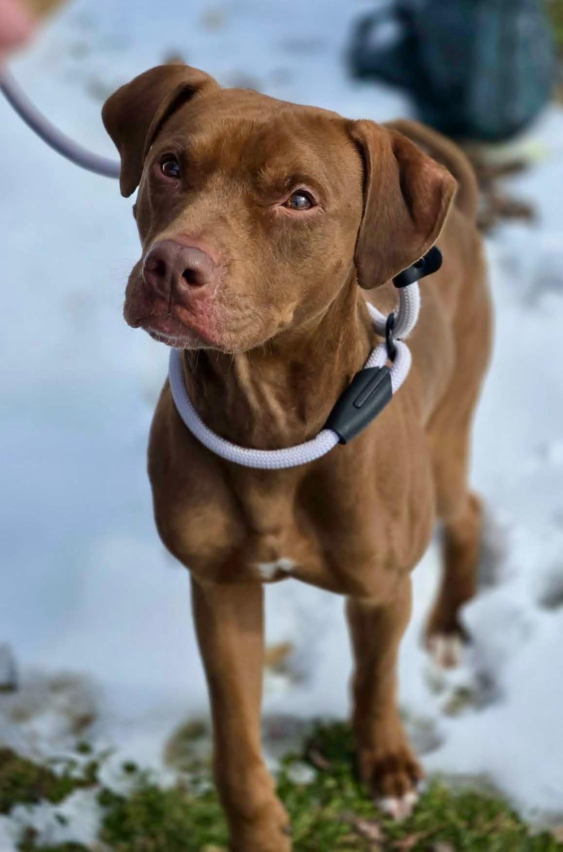 Piglet, adopted, Adult Male Vizsla.