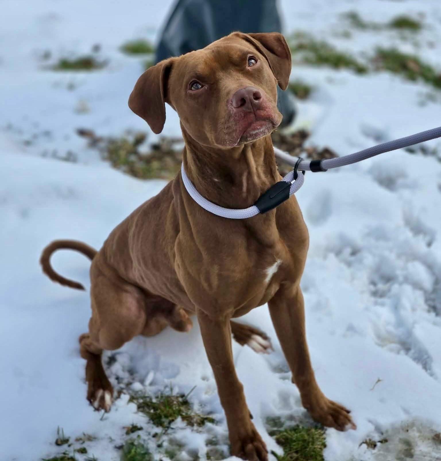Enlarge Piglet, an adopted mixed breed in Hamilton, ON image 3/5