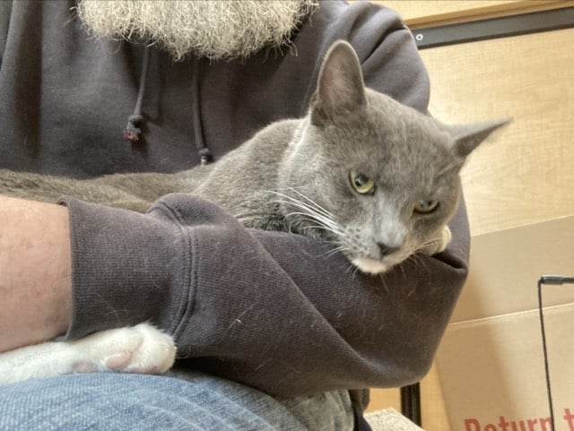 Oliver, a Adopted Domestic Short Hair in Hamlin, NY image 5/6