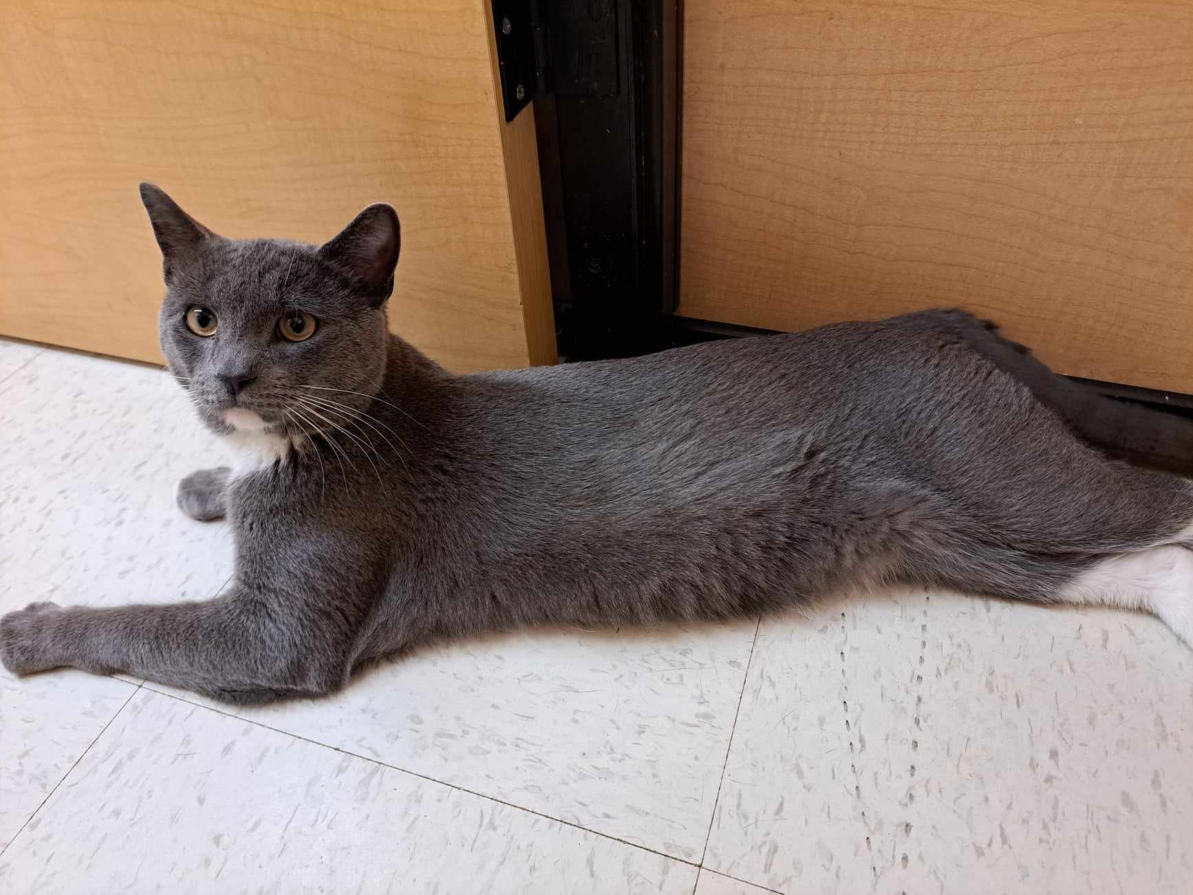 Oliver, a Adopted Domestic Short Hair in Hamlin, NY image 6/6