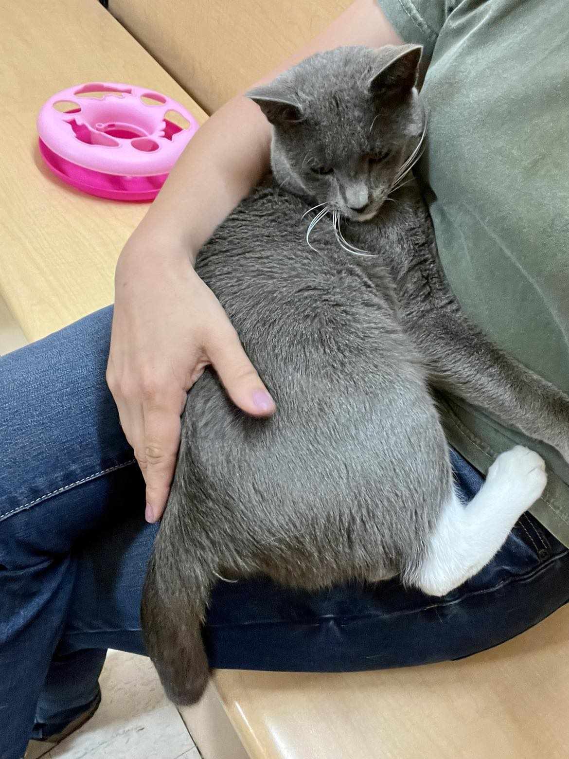 Oliver, a Adopted Domestic Short Hair in Hamlin, NY image 3/6